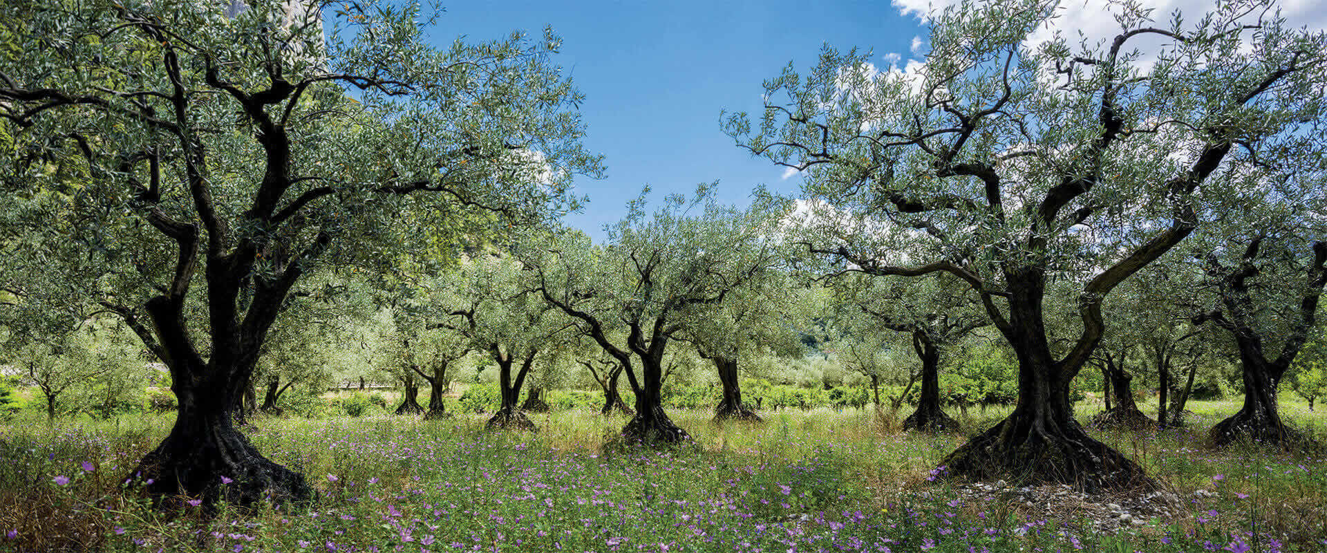 Wie man einen Olivenbaum aufzieht – Fratelli Carli