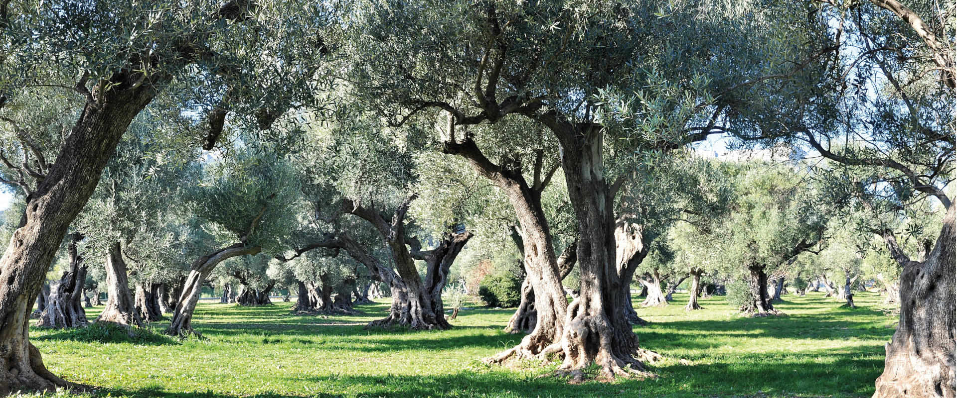 Olivenhain mit jahrhundertealten Olivenbäumen