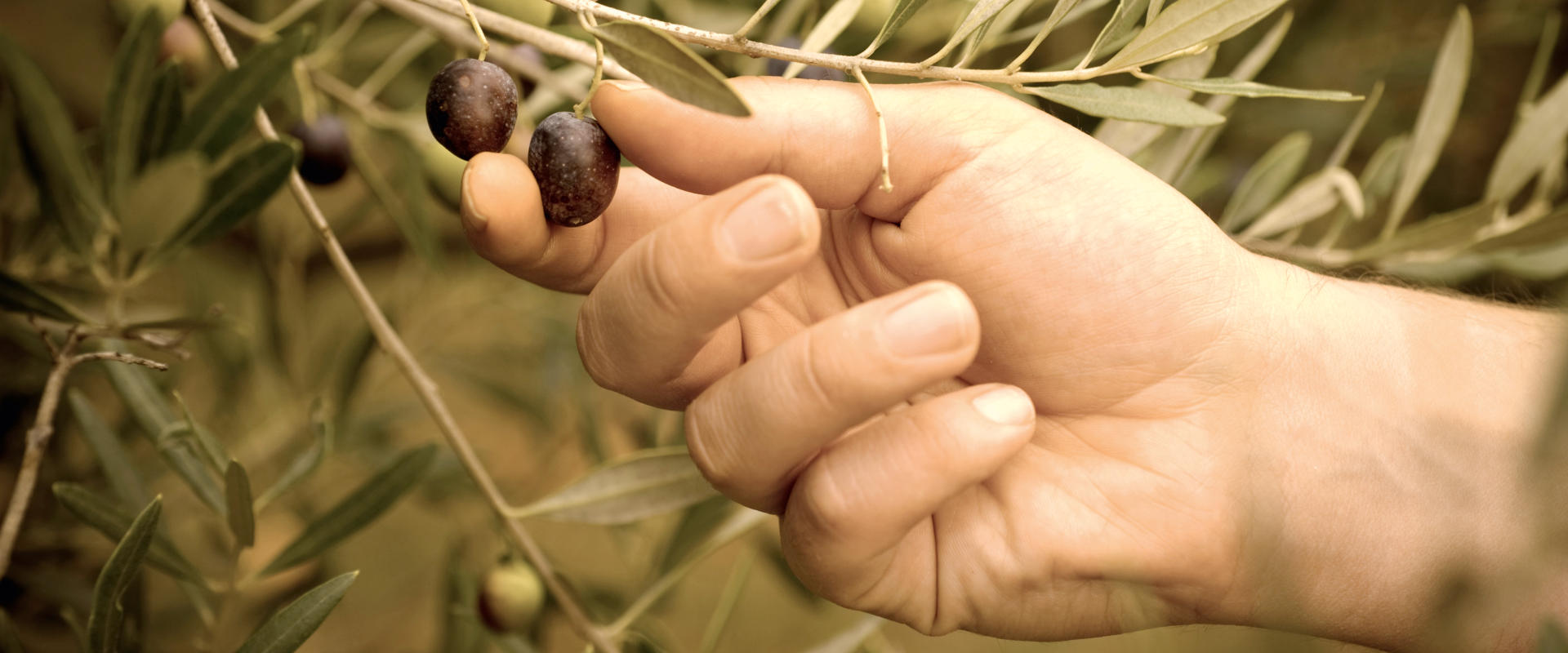 Hand, die Oliven vom Olivenbaum pflückt