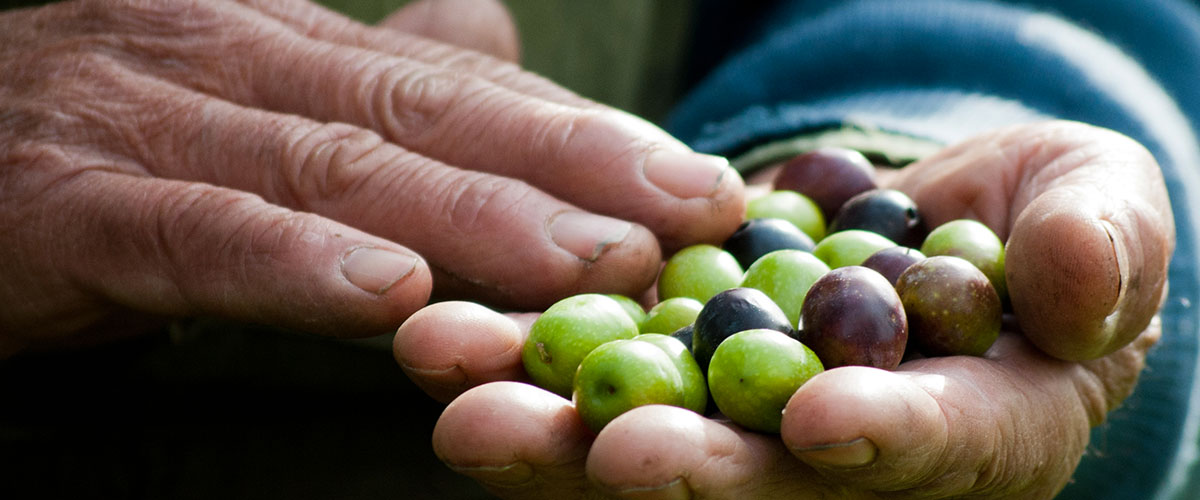 raccolta e scelta olive