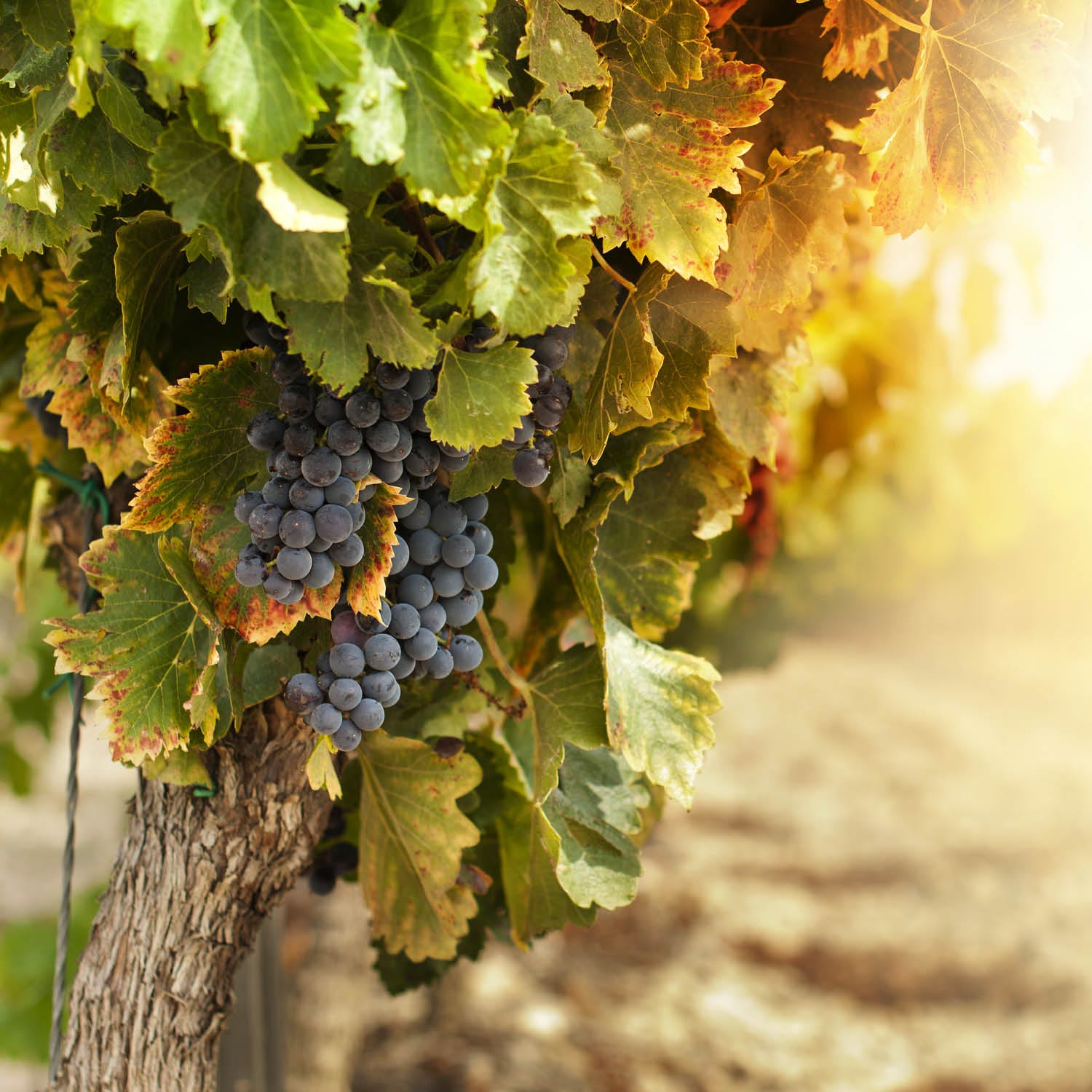 Chianti DOCG