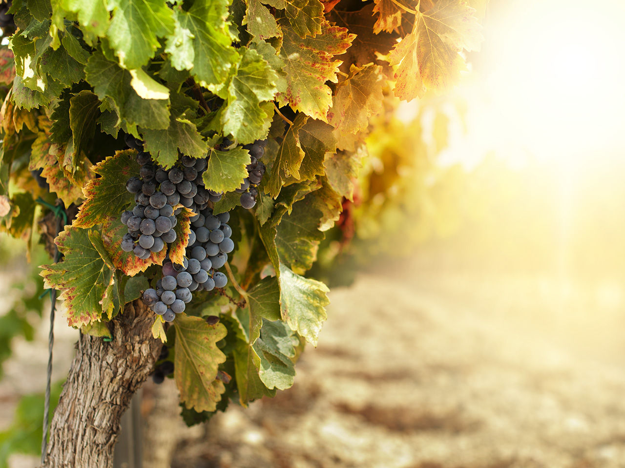Vineyards at sunset