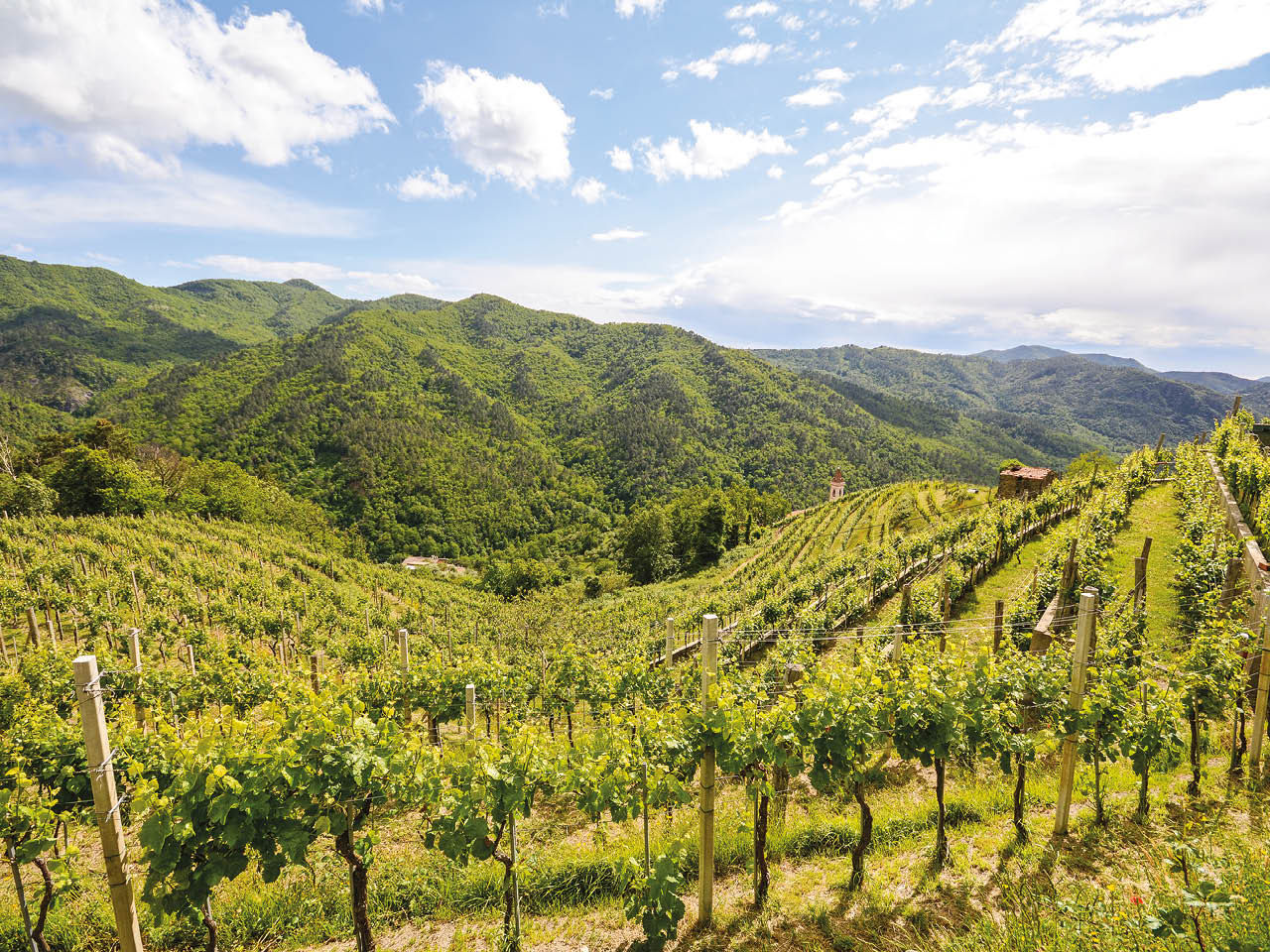 Weinberg an einem himmlischen Tag 