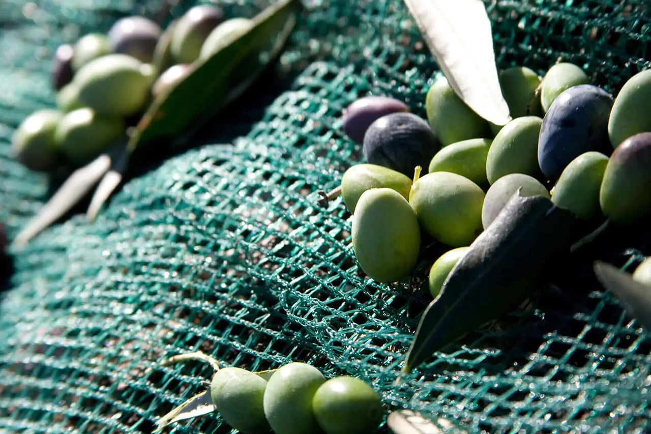 Netz mit Oliven