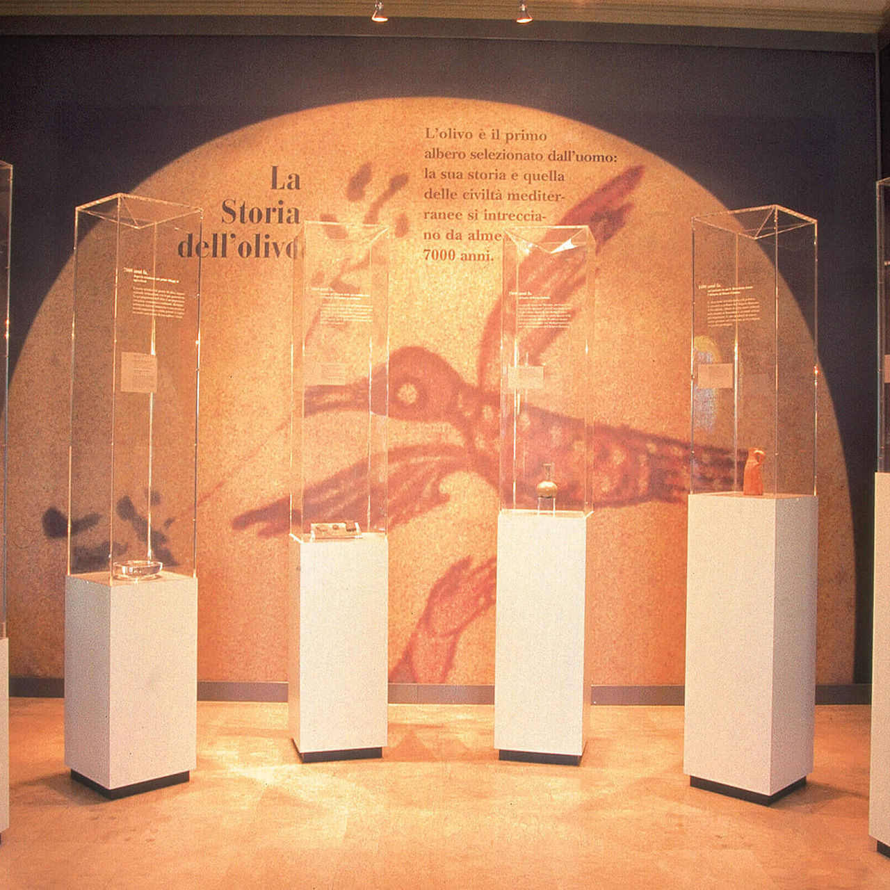 Die Geschichte des Olivenbaums im Museum